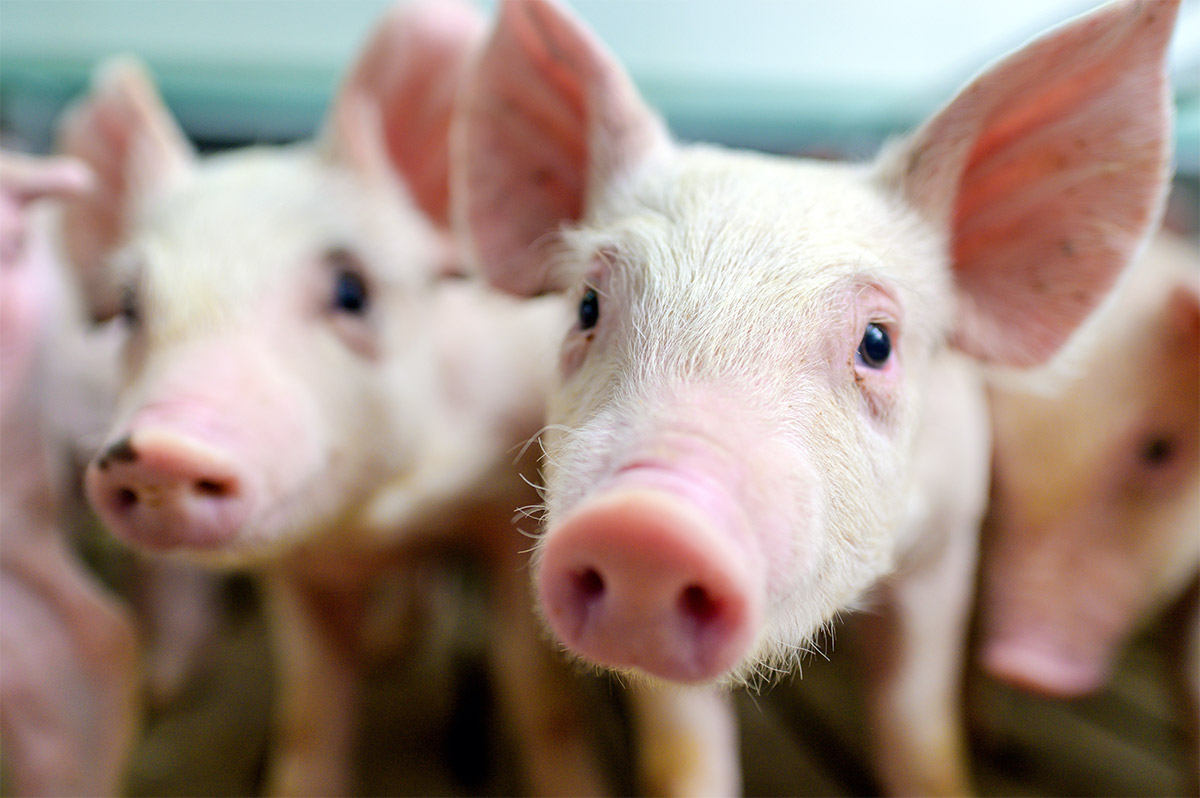 African Swine Fever testing