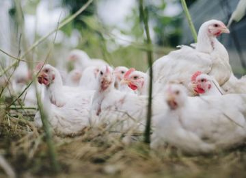 Avian influenza virus test kits and solutions | RINGBIO